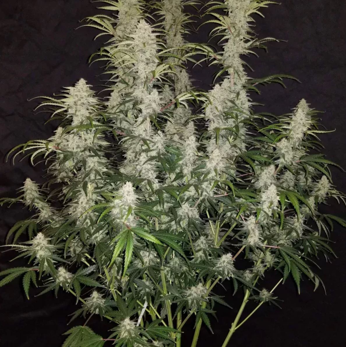 Blue Dream Autoflower Seeds