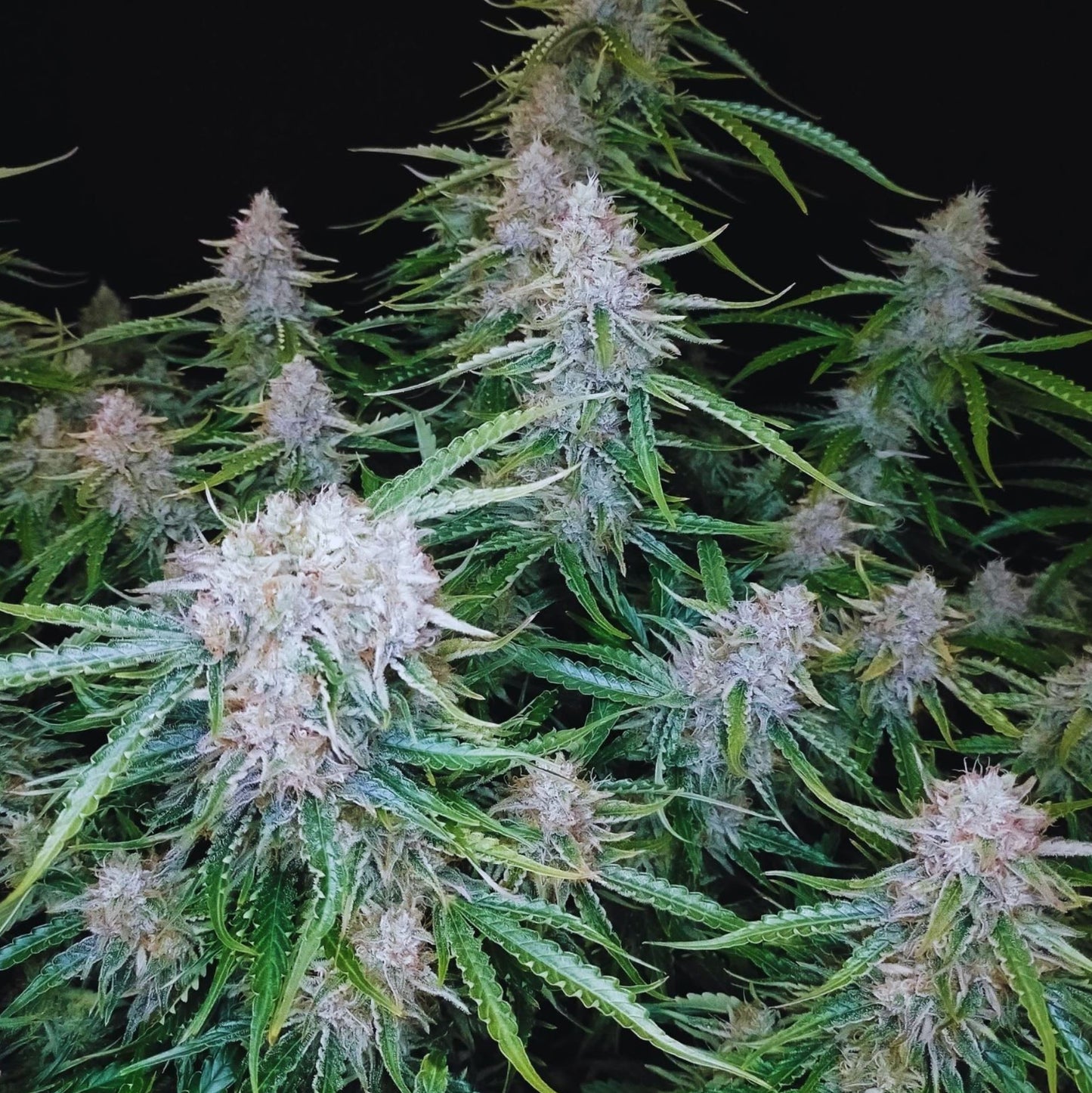 Northern Lights Autoflower Seeds