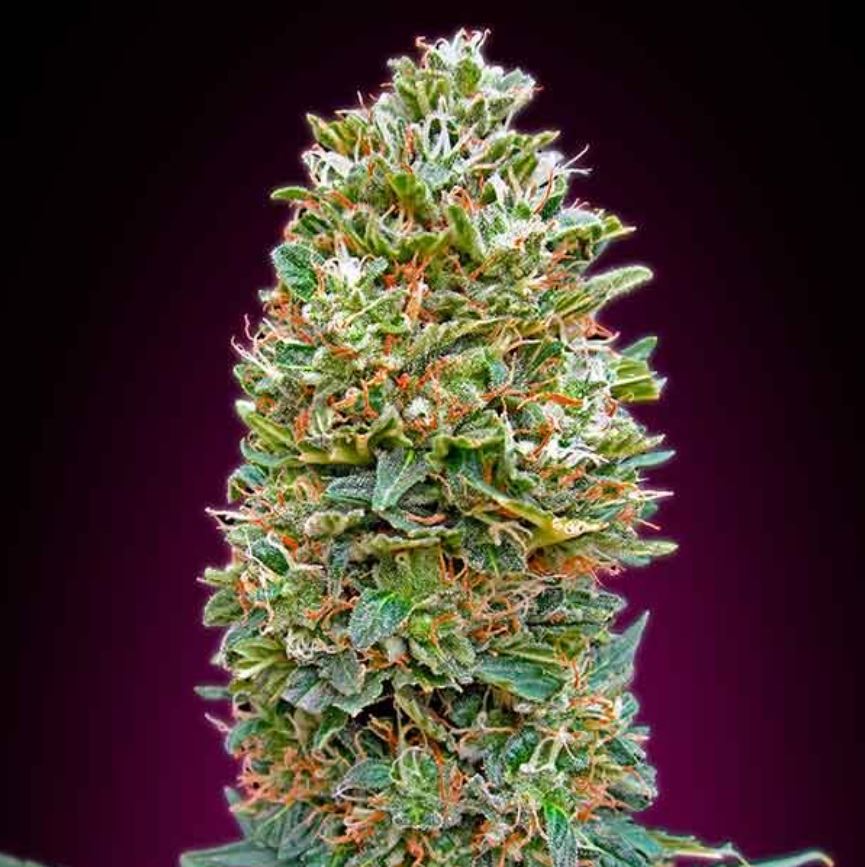 Bubble Gum Feminized Seeds