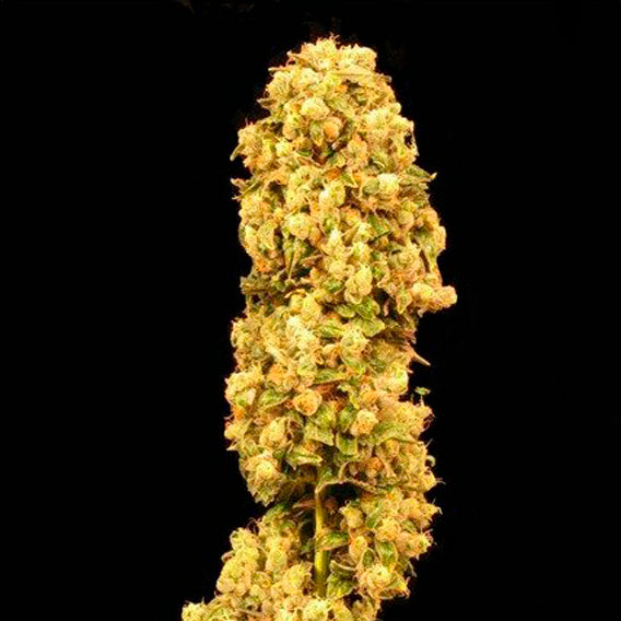 Chemdog Feminized Seeds