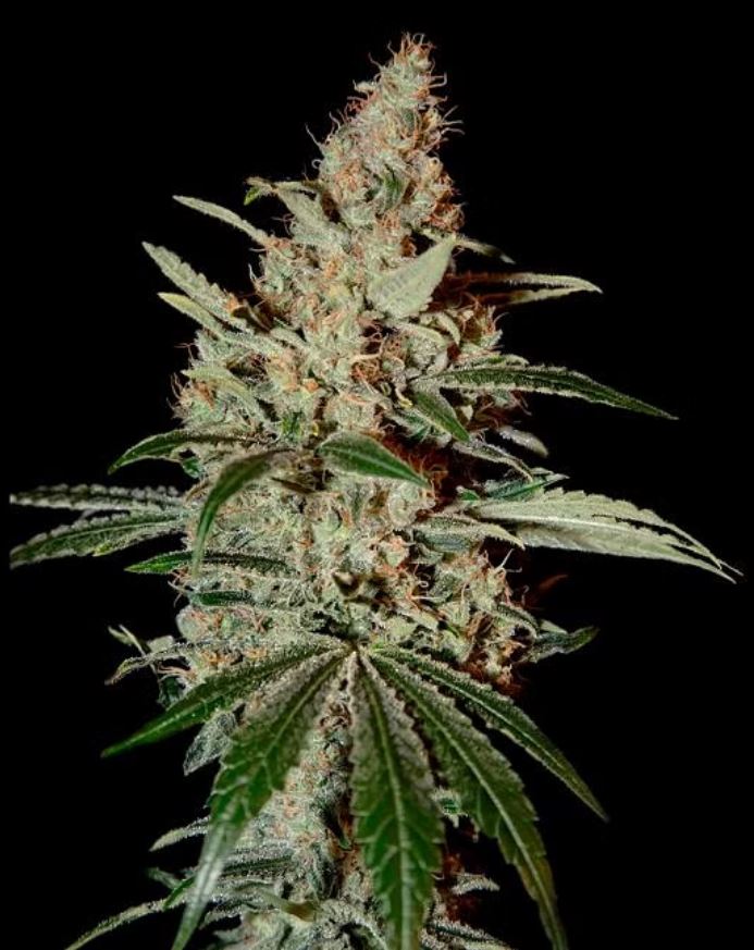 Chemdog Feminized Seeds