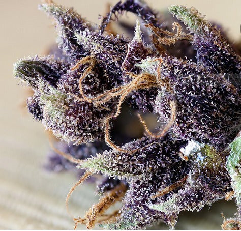 Grandaddy Purple Feminized Seeds