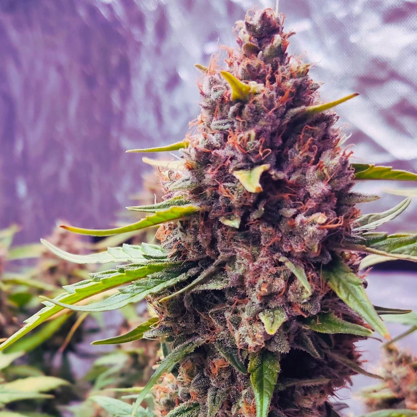 Purple Haze Feminized Seeds