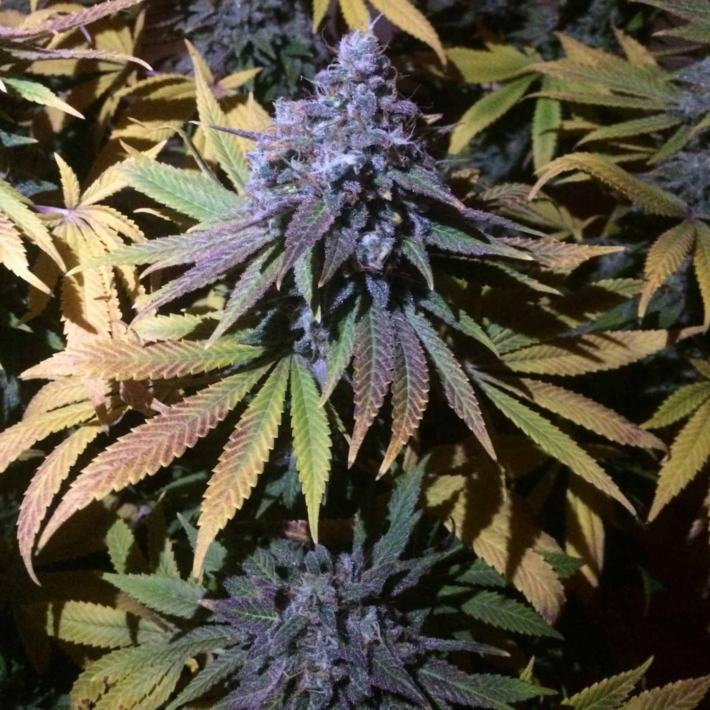 Grandaddy Purple Feminized Seeds