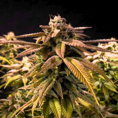 Grandaddy Purple Feminized Seeds