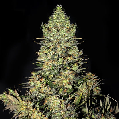 Chronic Feminized Seeds