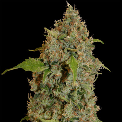 Chronic Feminized Seeds