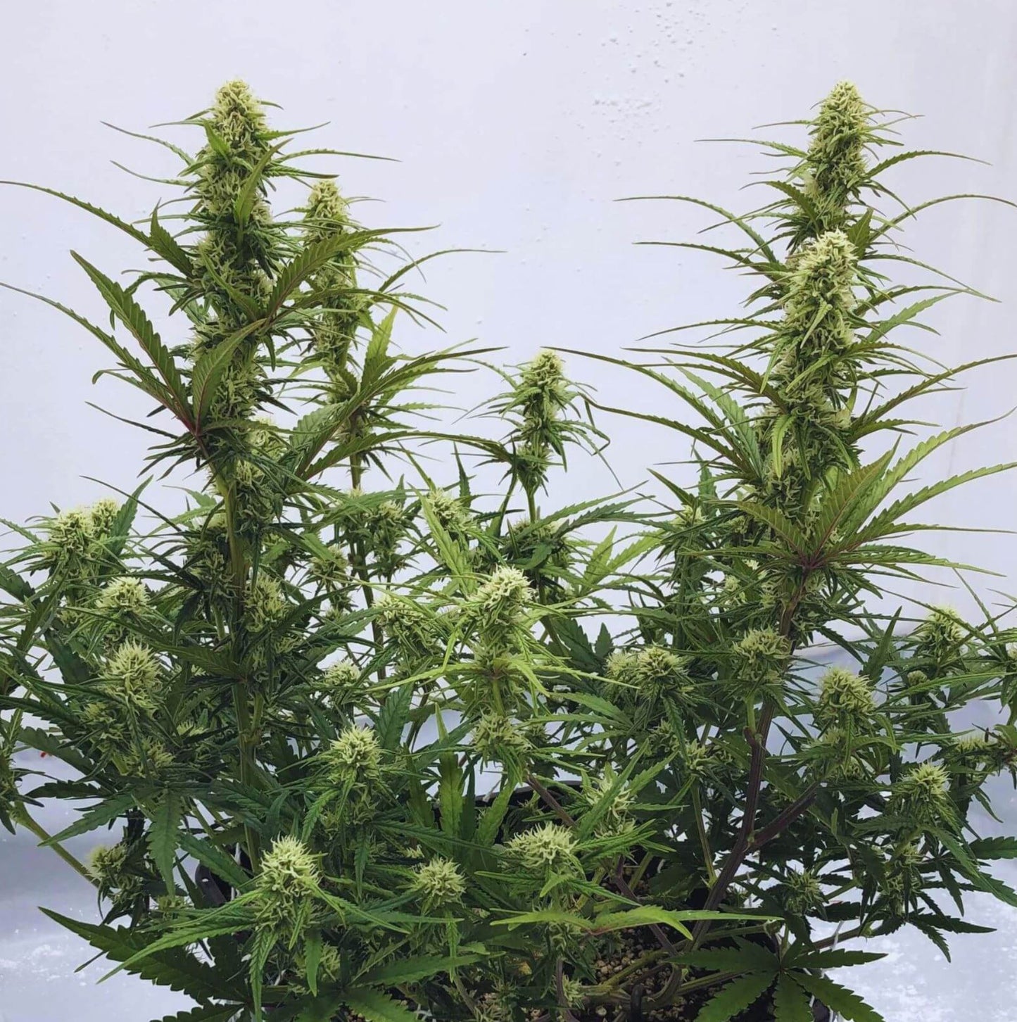 Critical 2.0 Autoflower Seeds