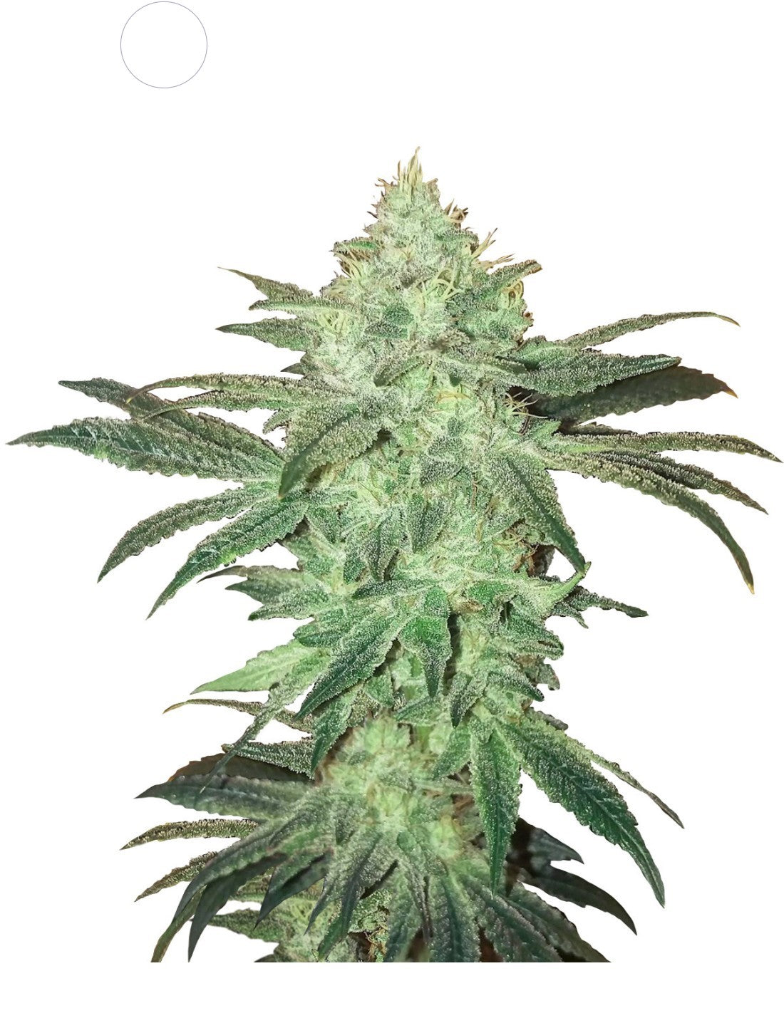 Stardawg Femizined Seeds