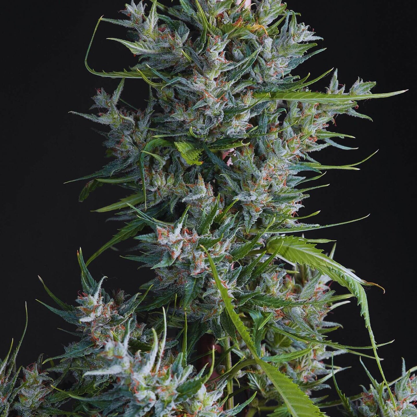 Orange Diesel Autoflower Seeds