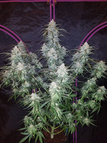 Pineapple Express Autoflower Seeds