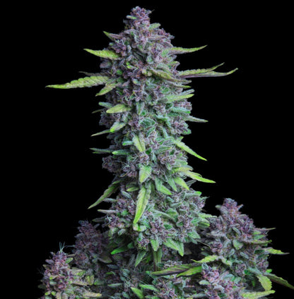 Purple Punch Autoflower Seeds