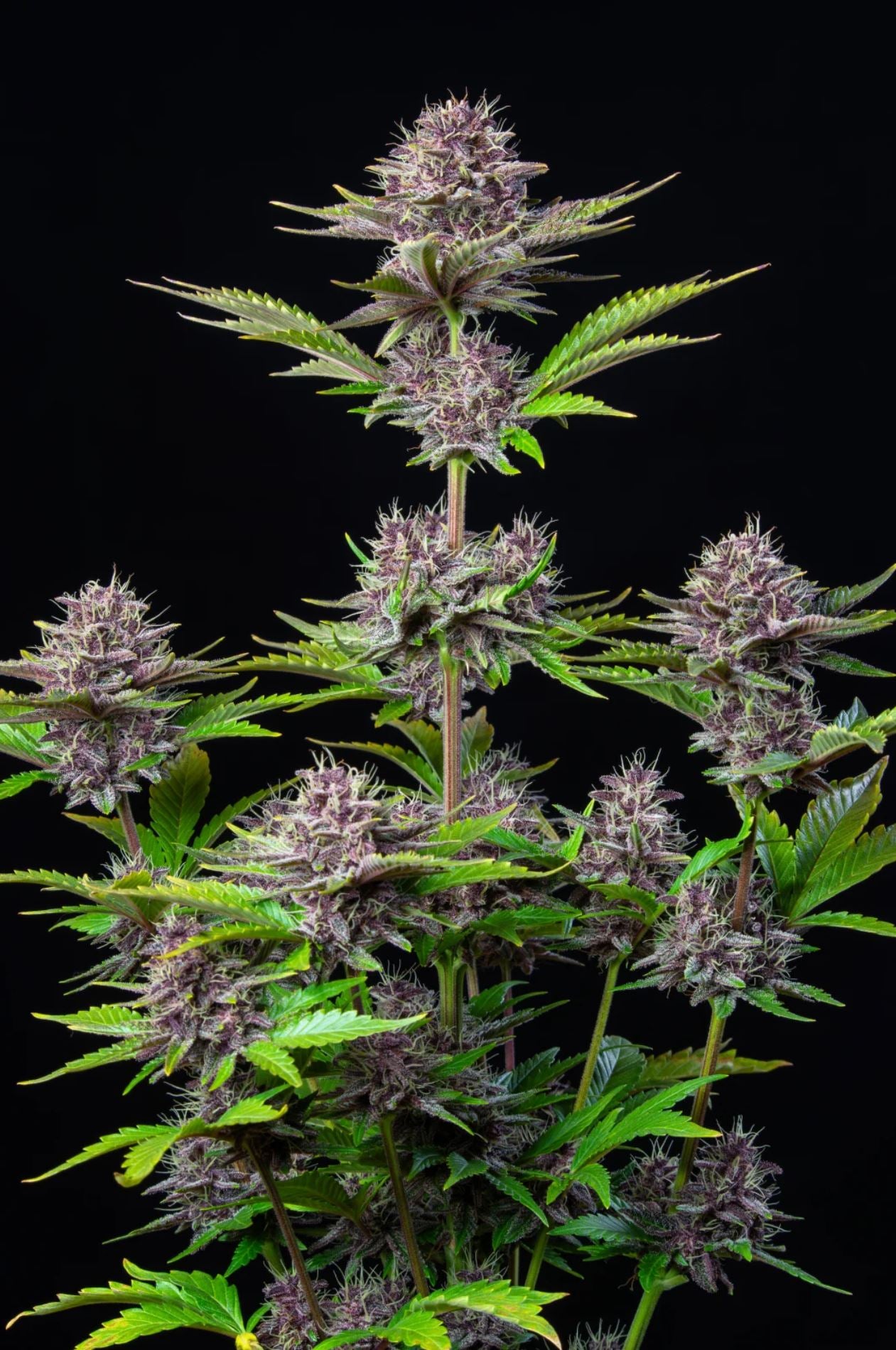 Purple Punch Autoflower Seeds