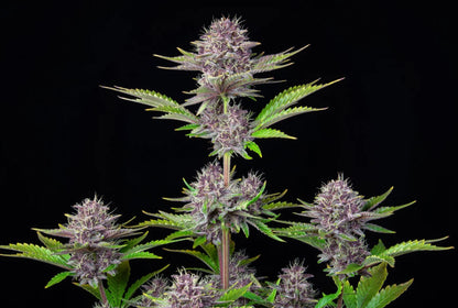 Purple Punch Autoflower Seeds