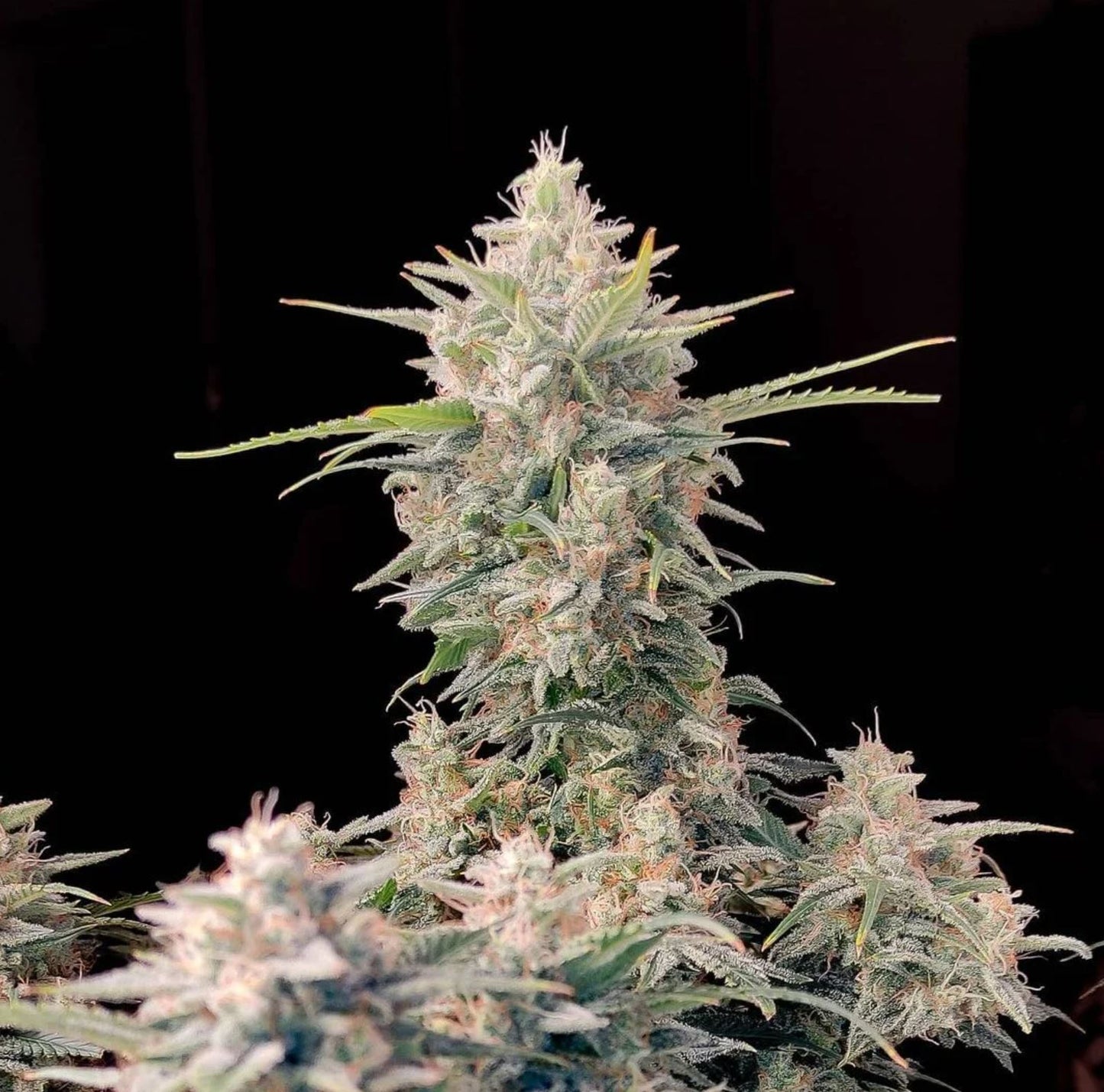 Skunk Autoflower Seeds