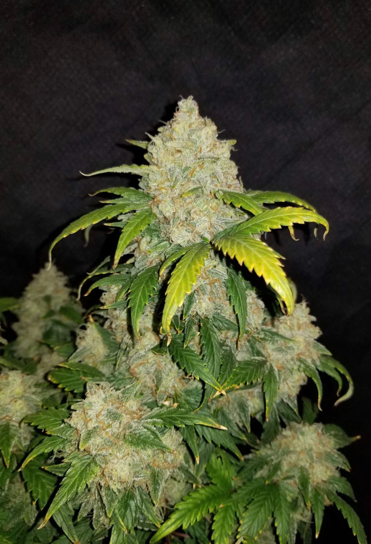 Zkittlez Autoflower Seeds